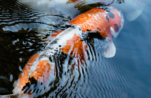 Kristalhelder vijverwater met de juiste vijver filter